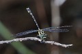 J19_2123 Hemigomphus cooloola male